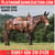 Horse ad
