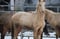Annuncio cavallo