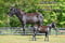 Horse ad