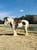 Horse ad