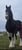Horse ad