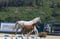 Horse ad