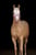 Pferdeinserat