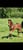 Ogłoszenie konia