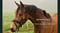 Horse ad