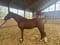 Horse ad