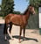 Horse ad