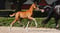 Horse ad