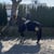 Annuncio cavallo