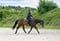 Annuncio cavallo