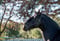 Horse ad