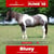 Annuncio cavallo