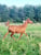 Anuncio de caballos