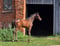 Horse ad
