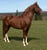 Annuncio cavallo