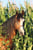Annuncio cavallo