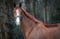 Horse ad