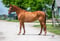 Horse ad