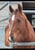 Annuncio cavallo