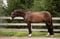 Horse ad