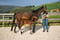 Horse ad