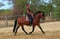 Horse ad