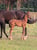 Horse ad