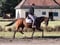 Annuncio cavallo