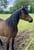 Horse ad