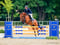 Annuncio cavallo