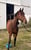 Horse ad