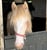 Horse ad