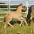 Annuncio cavallo