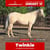 Horse ad