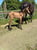 Horse ad
