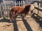 Anuncio de caballos