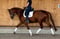 Horse ad