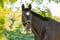 Horse ad