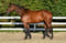 Annuncio cavallo