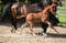 Horse ad
