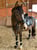 Annuncio cavallo