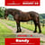 Paardadvertentie