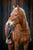 Annuncio cavallo