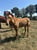 Horse ad