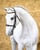 Annuncio cavallo