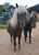 Horse ad