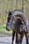 Annuncio cavallo
