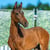 Annuncio cavallo