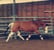 Horse ad