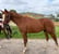 Horse ad